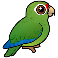 Puerto Rican Amazon