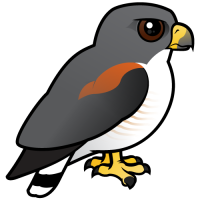 White-tailed Hawk