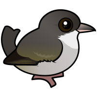 'Akikiki