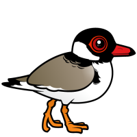 Hooded Plover