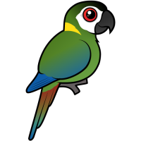 Golden-collared Macaw