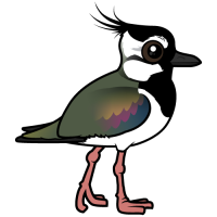Northern Lapwing