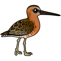 Short-billed Dowitcher
