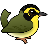 Kentucky Warbler