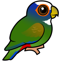 White-crowned Parrot