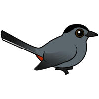 Gray Catbird