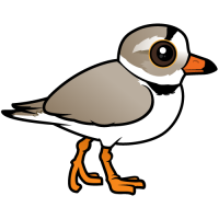 Piping Plover