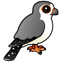 African Pygmy Falcon