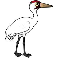 Whooping Crane