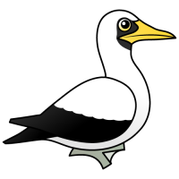 Masked Booby