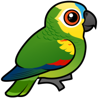 Blue-fronted Parrot