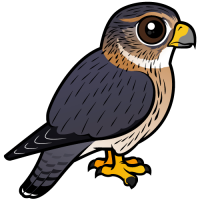 Merlin