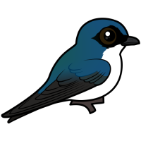 Tree Swallow