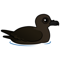 Christmas Shearwater