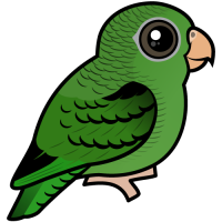 Barred Parakeet