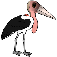 Marabou Stork