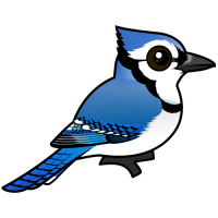Blue Jay