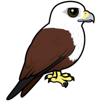 Brahminy Kite