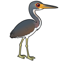 Tricolored Heron