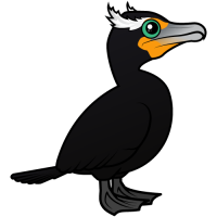 Double-crested Cormorant