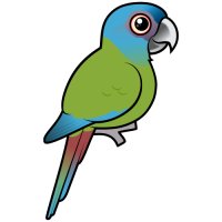 Blue-headed Macaw