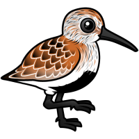 Dunlin
