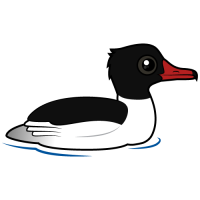Common Merganser