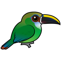 Northern Emerald Toucanet