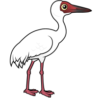 Siberian Crane
