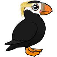 Tufted Puffin