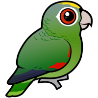 Mealy Parrot