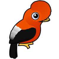 Andean Cock-of-the-rock