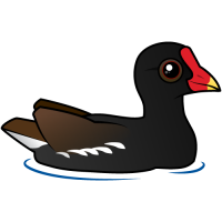 Common Gallinule