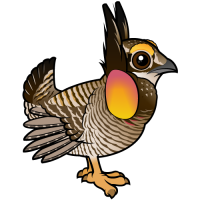Greater Prairie-Chicken