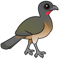 Plain Chachalaca