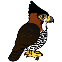 Ornate Hawk-Eagle