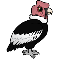 Andean Condor