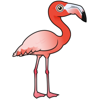 American Flamingo