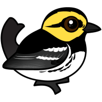 Golden-cheeked Warbler
