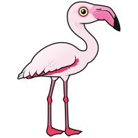 Greater Flamingo