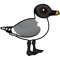 Sabine's Gull