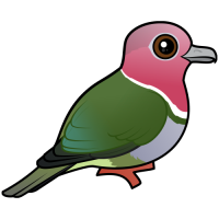 Pink-headed Fruit Dove