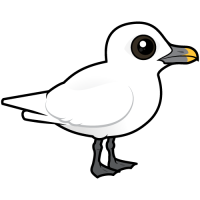 Ivory Gull
