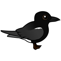 Black Tern
