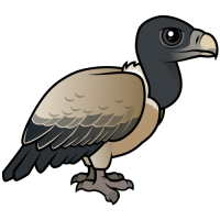Indian Vulture