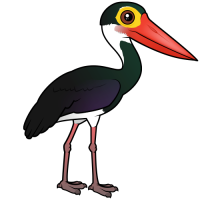 Storm's Stork