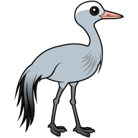 Blue Crane