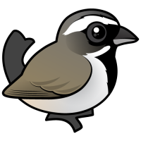 Black-throated Sparrow