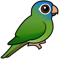 Blue-crowned Conure