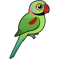 Alexandrine Parakeet